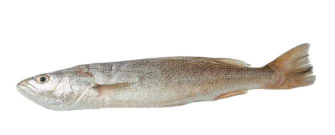 PESCADO CORVINA GR
